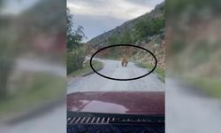 Yola inen bozayı görüntülendi