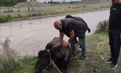 Sulama barajına düşen at kurtarıldı