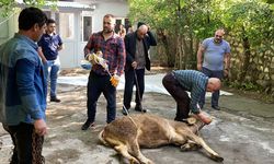 Uzmanlar uyarıyor: “Kurban kesme işini profesyonellere bırakın”