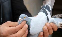 Kuş Besleyerek Stres Atıyorlar