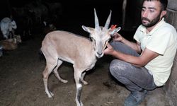 Erzincan’da buldukları yaralı yaban keçisini kendi keçi sürülerine katarak beslediler