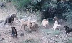 Ayı Saldırısını Köpekler Engelledi