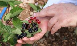 Erzincan’da böğürtlen yetiştiriciliğine başladı