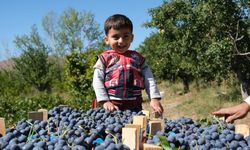 Cimin Üzümünün Faydaları Saymakla Bitmiyor