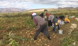 Erzincan’da patates hasadı başladı