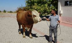 Üretilen boğa spermaları dünyaya ihraç edilecek