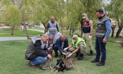 Erzincan Belediyesi Sokak Hayvanlarını Unutmuyor