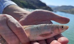 Siirt’in Şirvan Barajı’nda balık türleri incelendi