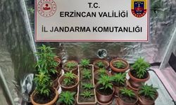 Evinde Hint Keneviri Yetiştiren 1 Kişi Gözaltına Alındı