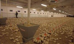 Erzincan’da broiler sektörü gelişiyor