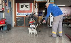 Oto Tamircisi İle Kedi Arasında Tebessüm Ettiren Görüntüler