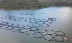 Tercan Barajı’nda 150 Kafeste Üretim Yapılıyor