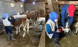 Refahiye’nin 121 Köy ve 73 Mezrasında Hayvanlar Aşılanıyor