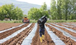 Erzincan’da Kapya Biber Üretimi Yaygınlaşıyor