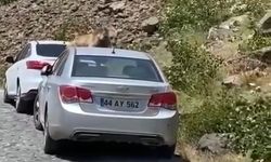 Nemrut’ta ayılar bu kez yol kesip arabaların üstüne çıktı