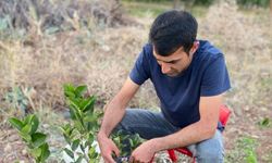 Erzincan’ın İlk Aronya Bahçeleri Meyvelerini Verdi