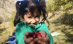 Şerbeti, Çayı, Meyvesi Oluyor! Kalbi Koruyor, Enfeksiyonu Düşürüyor