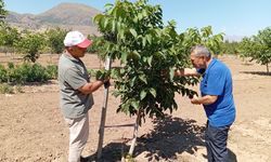 Erzincan'da Ceviz Yetiştiriciliği Artıyor