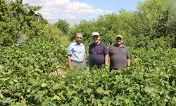 Emekli Öğretmenler Tarıma Renk Katıyor