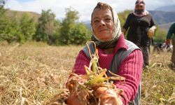 İşçi Kadınlardan Önce Hasat, Sonra Halay