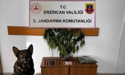 Erzincan’da Jandarma Suç olaylarına geçit vermiyor