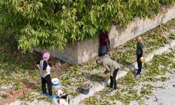 Meşhur Erzincan Cevizinde Hasat Zamanı