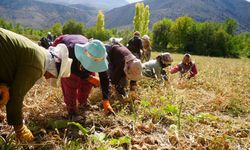 Tarımsal Üretimin Gerçek Kahramanları "Kadınlar"