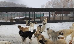 Sahipsiz Köpekler Olayı İle İlgili Bazı Belediye Çalışanları Görevden Uzaklaştırıldı