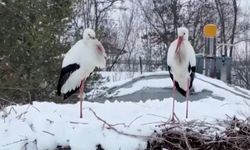 Erzincan’ın Göç Etmeyen Leylekleri Kara Yakalandı