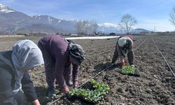 Erzincan’ın Yerli Ürününde İlk Fideler Toprakla Buluştu