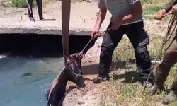 3 gündür kayıp olan at, sulama kanalında bulundu