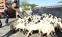 Şavaklı Üreticiler Emek Yolculuğunda