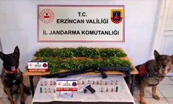 Tercan’da Hint Kenevir Bitkisi Ele Geçirildi