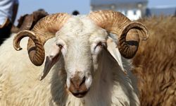 Erzincan Kurban Hizmetleri Komisyonu'ndan Bayram Öncesi Önemli Uyarılar!