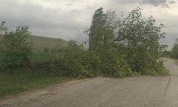 Fırtına Ağaç Devirdi Yol Kapandı