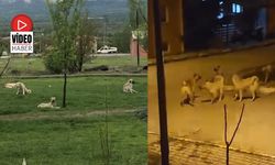 Erzincan’ın Üzümlü İlçesinde Başıboş Köpekler Tehlike Saçıyor