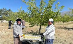 Erzincan’da Dut Hasadına Başlandı