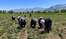 Kadın Tarım İşçilerinin Pancar Mesaisi Başladı