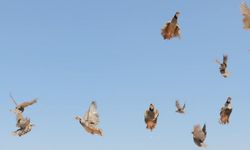Keneye Karşı Doğaya Keklik Salınıyor