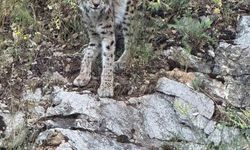 Kırmızı Listedeki Vaşak Kemaliye’de Görüntülendi