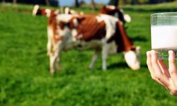 Ticari Süt İşletmelerince 981 bin 10 Ton İnek Sütü Toplandı