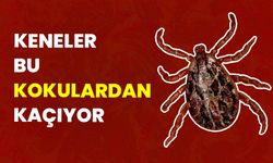 Bu Kokular Keneleri Uzak Tutuyor