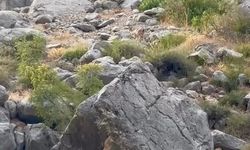 Erzincan Karanlık Kanyon’da anne ve yavru dağ keçisi görüldü