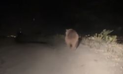 Erzincan’da Boz Ayı Yola İndi
