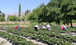 Erzincan’da Çilek Hasadı