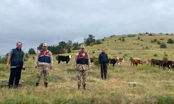 Refahiye’de Kaybolan 19 Büyükbaş Hayvan Giresun İl Sınırında Bulundu