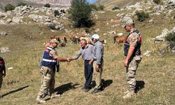 Üzümlü’de 4 Gündür Kayıp 17 Büyükbaş Hayvanı Jandarma Buldu