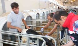 Erzincan'da Şap Hastalığına Karşı Aşılama Yapılıyor