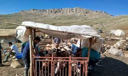 Erzincan’da Yayladaki Hayvanlara Şap Aşısı Vuruldu