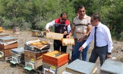 Erzincan’da Geven Balı Hasadı Başladı
